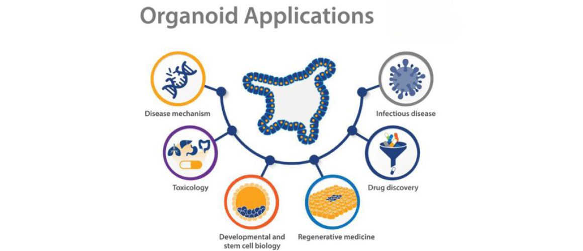 Organoids, Cancer Biology, Molecular Biology