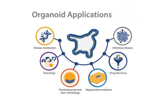 Organoids, Cancer Biology, Molecular Biology