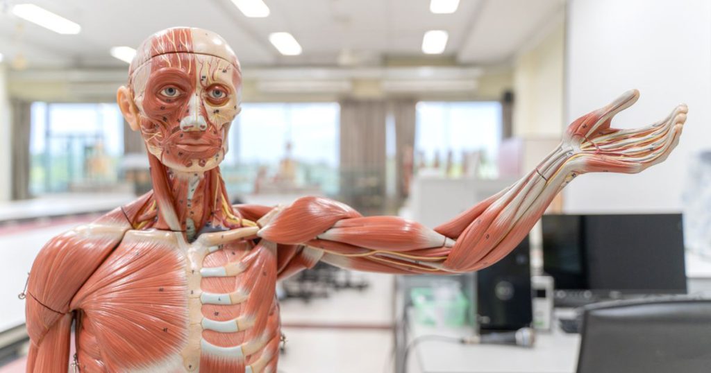 The Role of Medical Technology in Human Physiology