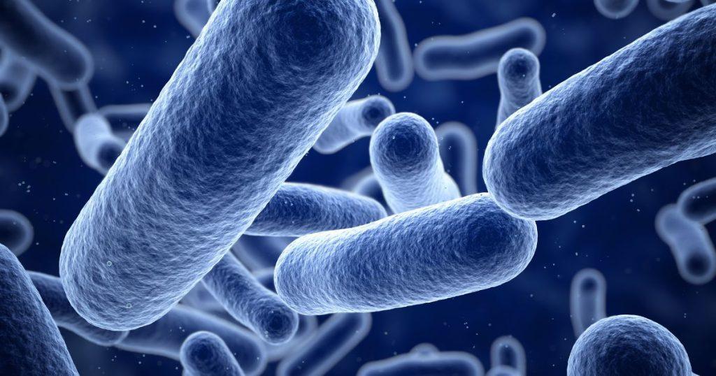 Bacterial classification