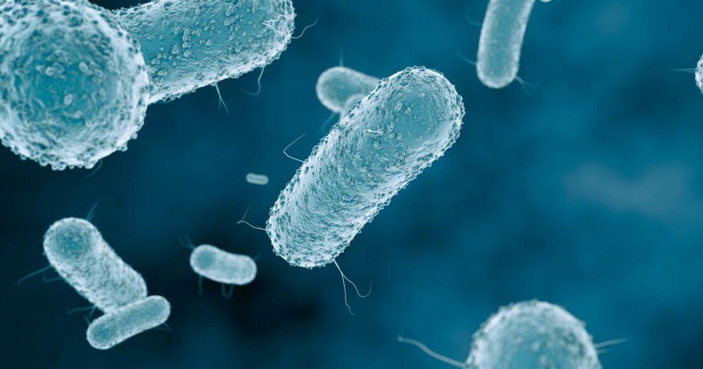 Bacterial classification