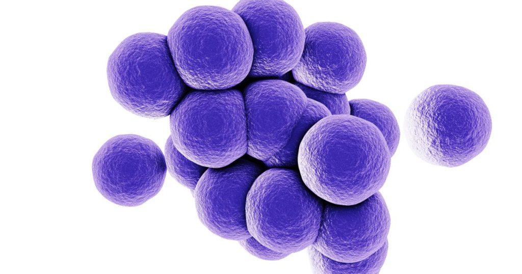 Bacterial classification