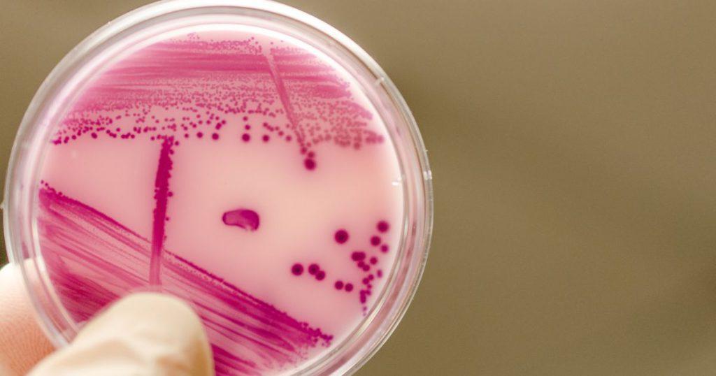 Bacterial growth and reproduction