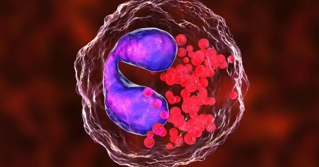 Eosinophils