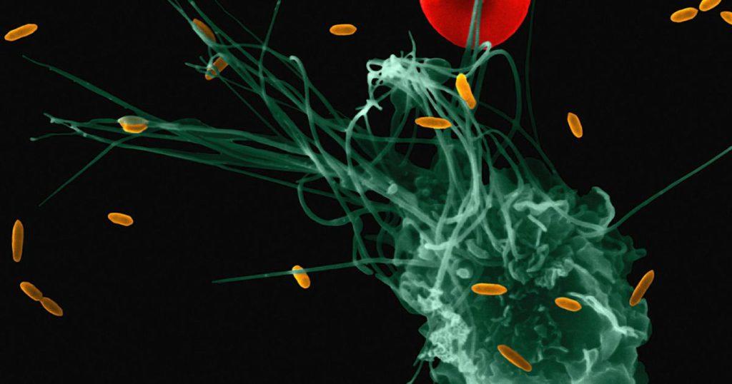 Monocytes and macrophages