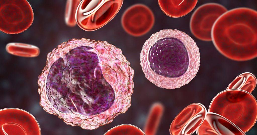 Monocytes and macrophages