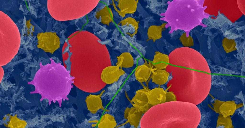 Monocytes and macrophages